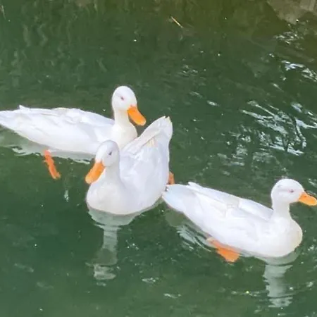 Charm Azenha Dóbidos Farm * Olho Marinho