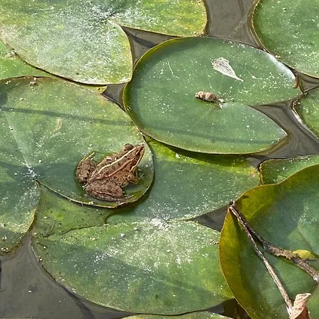 Charm Azenha Dóbidos Farm Agroturismo Olho Marinho