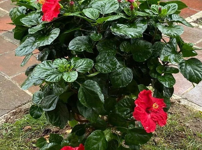 ファームステイ Charm Azenha Dobidos Farm *