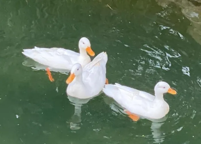 Charm Azenha Dobidos Farm * Olho Marinho