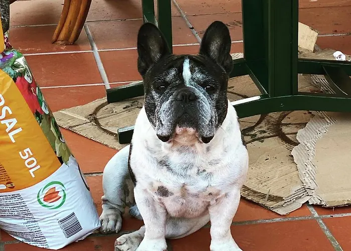 Charm Azenha Dobidos Farm Olho Marinho