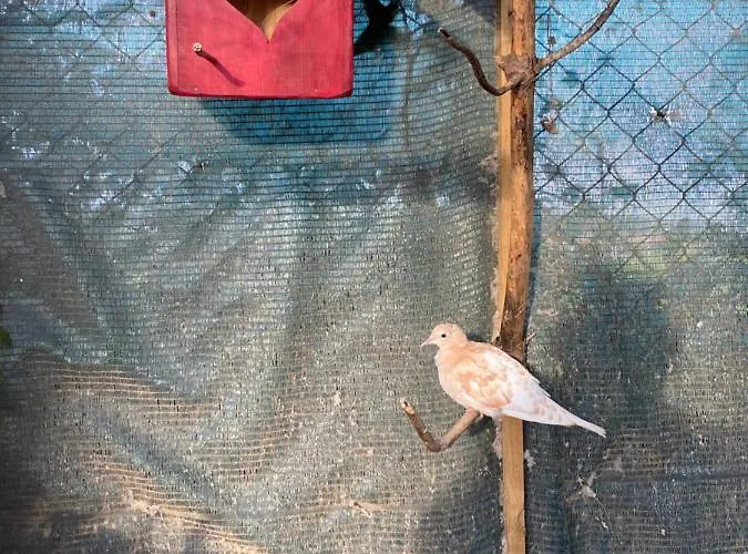 Charm Azenha Dobidos Farm ファームステイ Olho Marinho