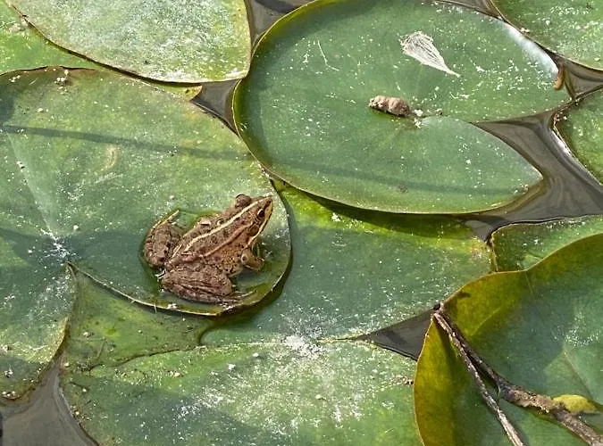 Charm Azenha Dobidos Farm ファームステイ Olho Marinho